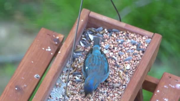 木の鳥の餌場で種を食べる青い鳥 - 映像、動画