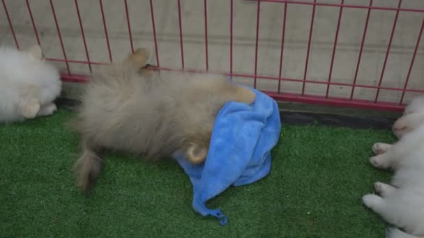 Pomerániai kutyák játszanak szórakoztató kék ruhák - Felvétel, videó