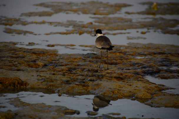 seyir vasıl belgili tanımlık kıyı kuşu - Fotoğraf, Görsel