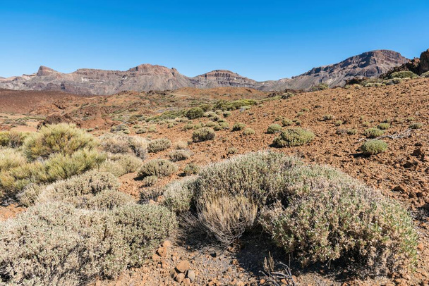 Nationaal Park Teide Tenerife eiland Canarische Eilanden Canarische Eilanden - Foto, afbeelding