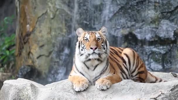 Tigre de Sumatra
 - Metraje, vídeo