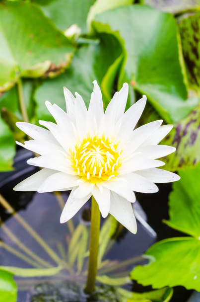 Lotus - Foto, immagini