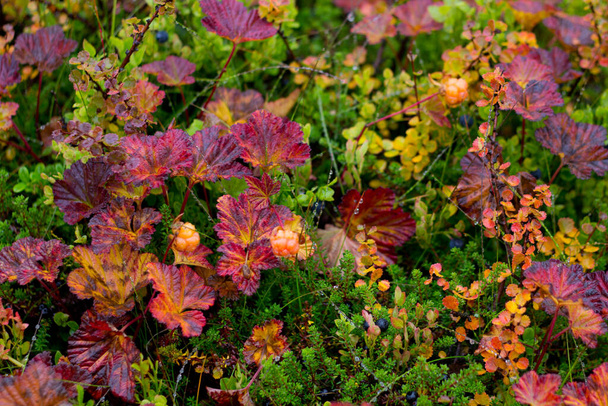 Mora fresca silvestre sobre fondo colorido en las montañas en el lluvioso día de otoño cerca de Hemsedal Buskerud Noruega
 - Foto, Imagen