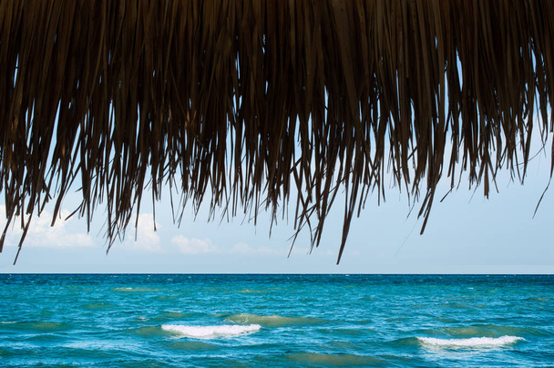 De horizon van de zee van onder een bladerdak van de palm loof dichtbij - Foto, afbeelding