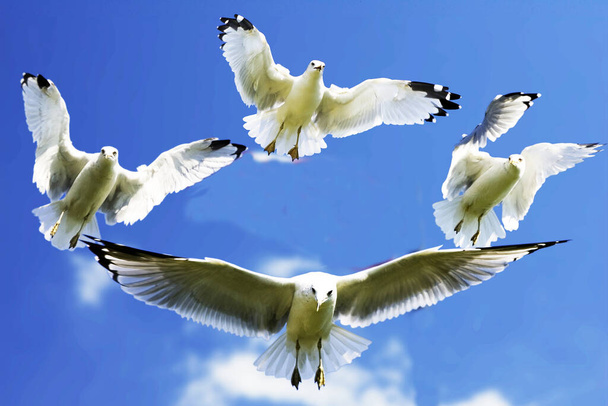 Piękne mewy latają po błękitnym niebie.. - Zdjęcie, obraz