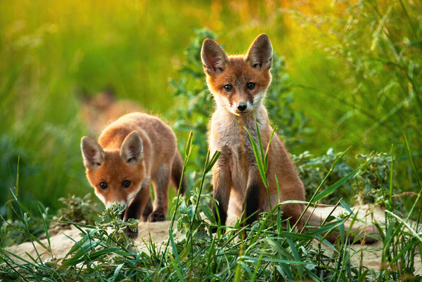 A pair of adorable cubs of red fox facing camera in the middle of the field - Photo, Image