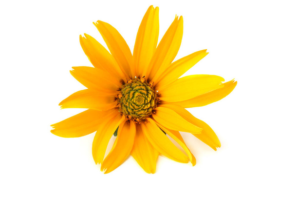 yellow flower head isolated on white background - Foto, imagen