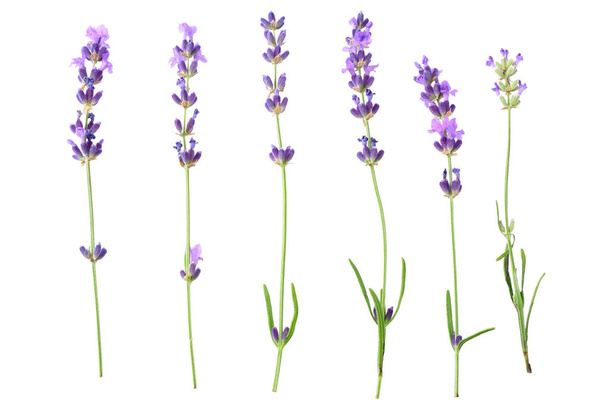 lavender flowers isolated on white background. top view - Φωτογραφία, εικόνα