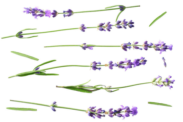 lavender flowers isolated on white background. top view - Fotó, kép