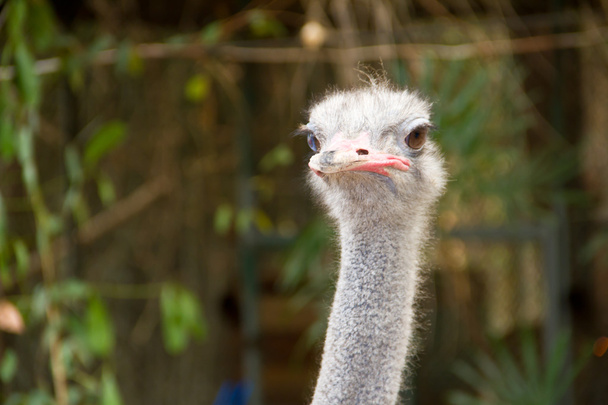 Head of an ostrich close up. - 写真・画像