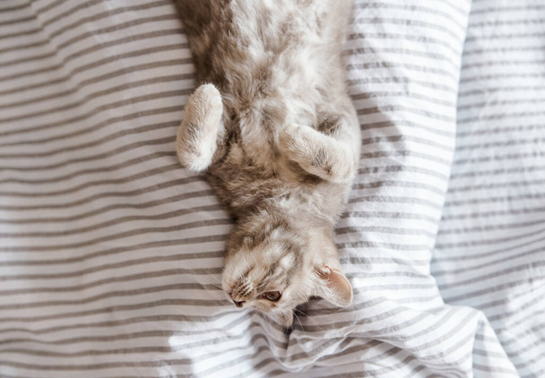 Portrait of cute grey cat.Scottish cat.Top view - Foto, imagen