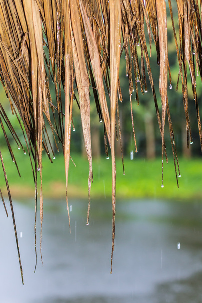 tropikal yağmur - Fotoğraf, Görsel