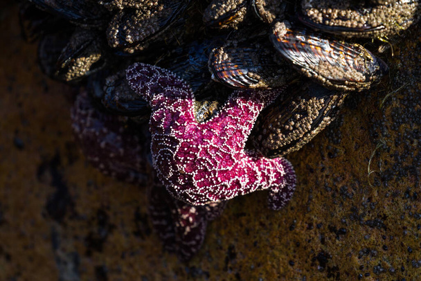 As estrelas do mar ocre laranja e roxo e algumas das criaturas mais comuns e bonitas facilmente encontradas em piscinas de maré e rochas ao longo da costa do Oregon
 - Foto, Imagem