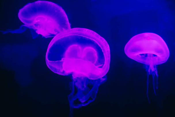 Piękna różowa meduza, meduza w neonowym niebieskim świetle. Podwodne życie w oceanicznej meduzie. Skupienie selektywne - Zdjęcie, obraz