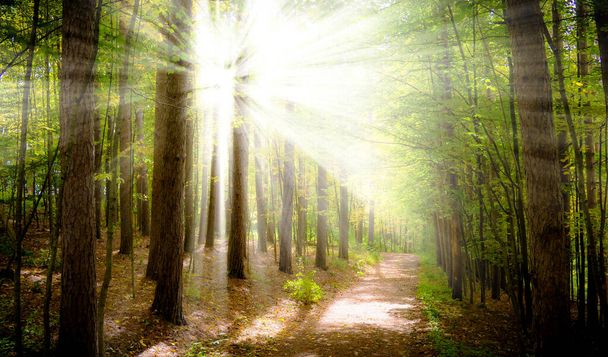 Ένα υπέροχο δάσος άνοιξη φωτίζεται από τον ήλιο Φωτογραφία που λαμβάνονται το πρωί, Μόσχα, άνοιξη 2020, ουρανός, δέντρα, φύση  - Φωτογραφία, εικόνα