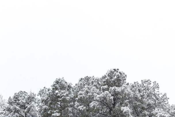 Background of snow covered pine trees, copy space, horizontal aspect - Foto, Imagen