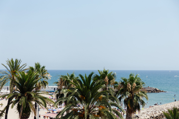 Palmbomen en zeekust met blauwe lucht op de achtergrond in Catalonië, Spanje  - Foto, afbeelding