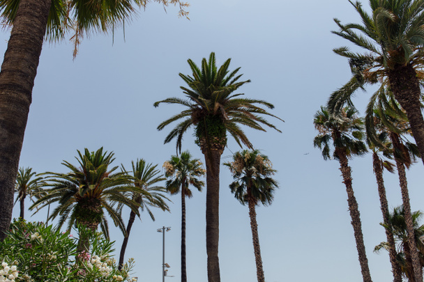 Lage hoek uitzicht op bloeiende planten en palmbomen met blauwe lucht op de achtergrond - Foto, afbeelding