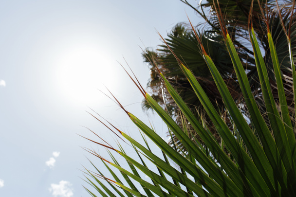Нижний вид ветвей пальм с солнцем и голубым небом на заднем плане
  - Фото, изображение