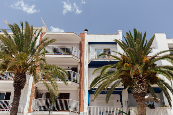 Niski kąt widzenia palm w pobliżu budynków z białymi fasadami w Katalonii, Hiszpania  - Zdjęcie, obraz