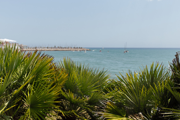 foyer sélectif de branches de palmiers avec la mer et le ciel bleu en arrière-plan en Catalogne, Espagne
  - Photo, image