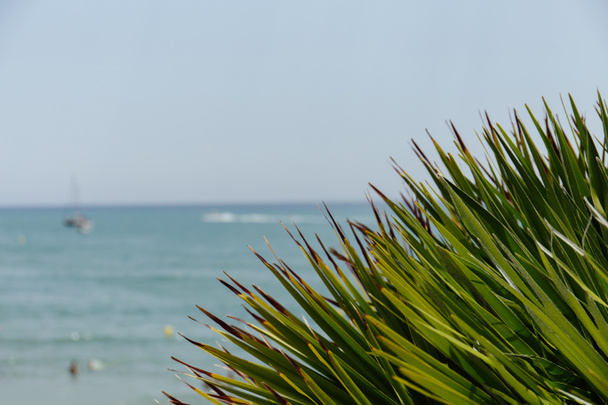Selective focus of green brunches of palm trees with sea and blue sky at background in Catalonia, Spain  - Fotoğraf, Görsel