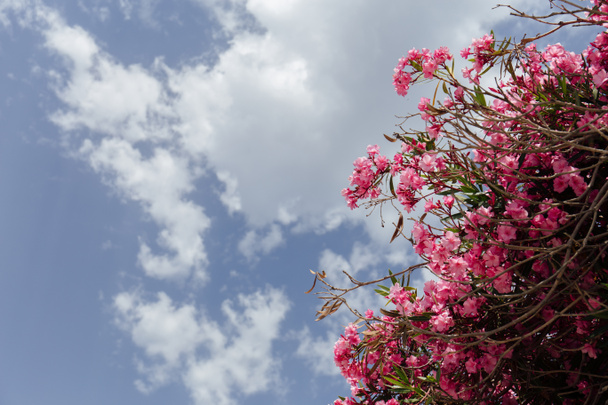 Untere Ansicht der rosa blühenden Pflanze mit bewölktem Himmel im Hintergrund  - Foto, Bild