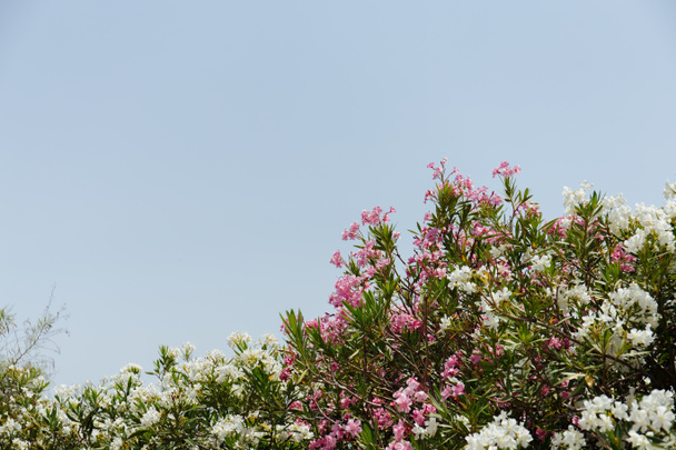 Selektivní zaměření rostlin s bílými a růžovými květy a jasnou oblohou na pozadí  - Fotografie, Obrázek