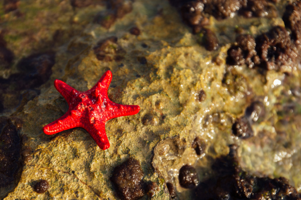 Vista de cerca de la estrella de mar roja sobre piedra texturizada húmeda
  - Foto, imagen