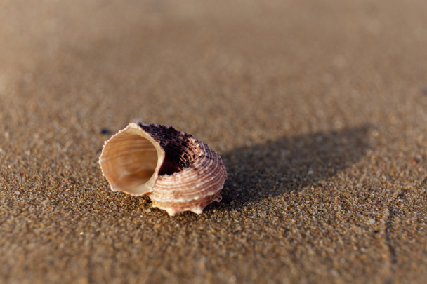 Selective focus of seashell on wet sand on beach - Photo, Image