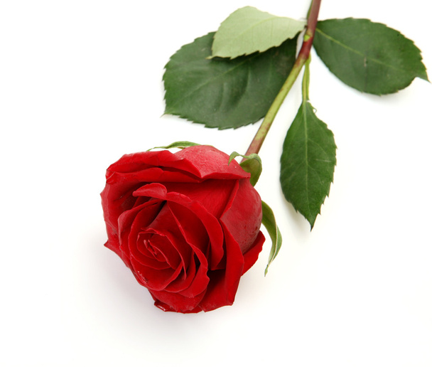 Fine rose - Foto, Imagen