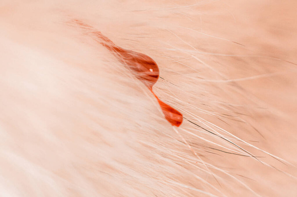 Капля крови на белом пальто собаки после укуса клеща. Травма животного в результате кровотечения на мехе 2021
. - Фото, изображение