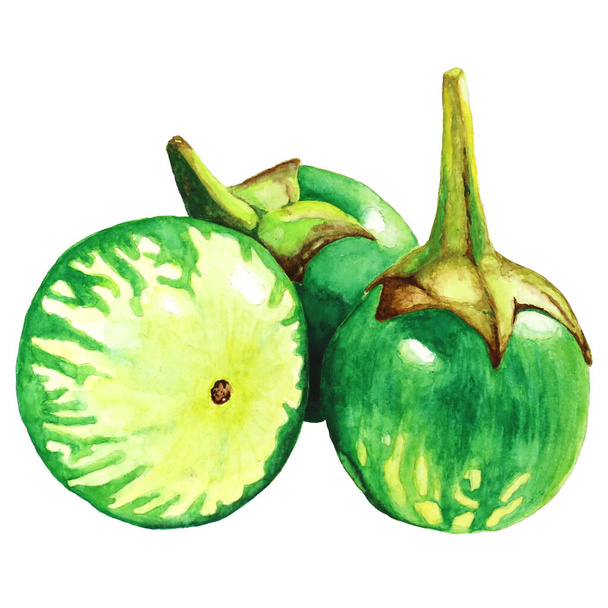 egg plant thai awatercolor illustration. Assorted organic vegetables - Foto, immagini