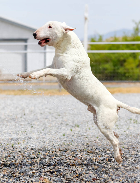White bull terrier jumping in the rocks while playing with the water from a hose - Photo, Image