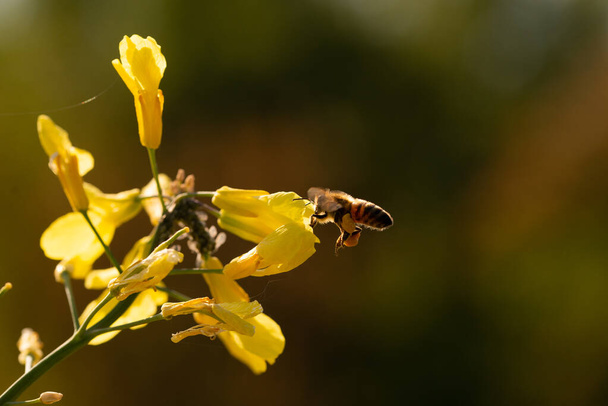 花の黄色の花に蜜と花粉を集めるミツバチ｜Tuscan Kale. - 写真・画像