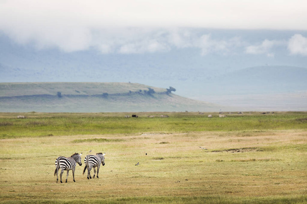 Due zebre africane nello splendido paesaggio del Parco Nazionale di Ngorongoro. Tanzania. Natura selvaggia dell'Africa
 - Foto, immagini