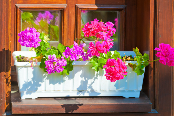 plantenbakken met roze bloemen op de vensterbank - Foto, afbeelding