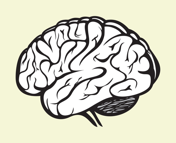 human brain - Vector, Image