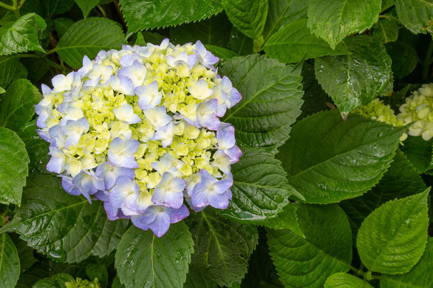 Hortensia simple fleur sur fond de feuilles humides, aspect horizontal
 - Photo, image