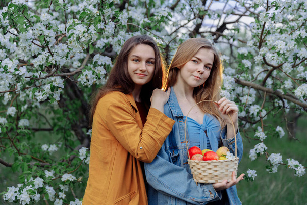Two beautiful young girls are standing in an Apple orchard. The trees are covered with white flowers and young foliage.  - Foto, Imagem