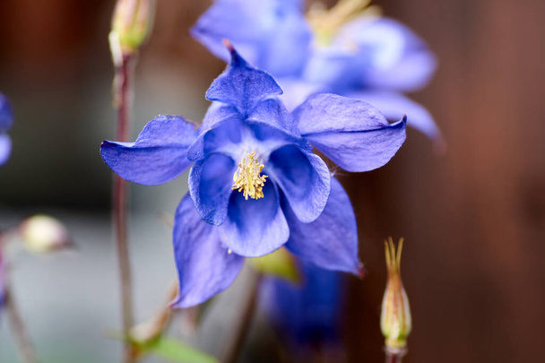 Schöne dunkelviolette wilde Aquilegia vulgaris Blüten. - Foto, Bild