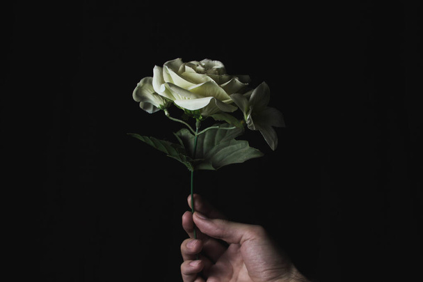 De hand houdt een kunstmatige witte roos op een zwarte achtergrond. Achtergrond voor een inscriptie. - Foto, afbeelding