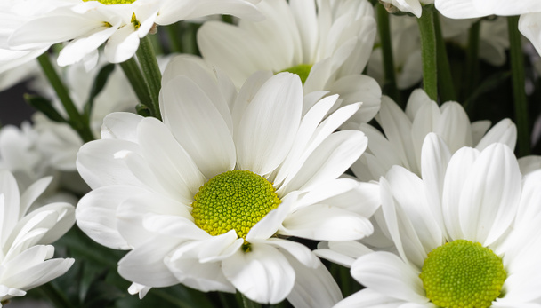 Kimppu valkoisia krysanteemeja. Valkoisia kukkia, joissa on vihreä keskus. Kukkatausta
 - Valokuva, kuva