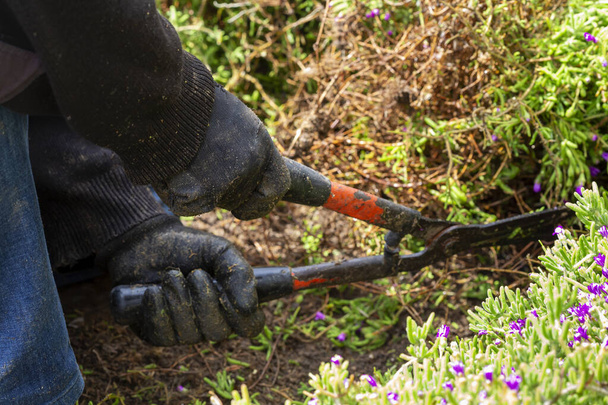 gardener cutting plants with garden - Photo, Image
