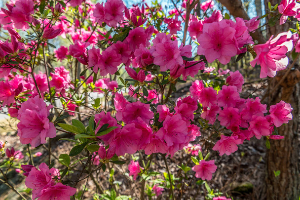 Un grand buisson d'azalée en pleine floraison avec des fleurs rose vif profond ou magenta vif par une journée ensoleillée au début du printemps
 - Photo, image