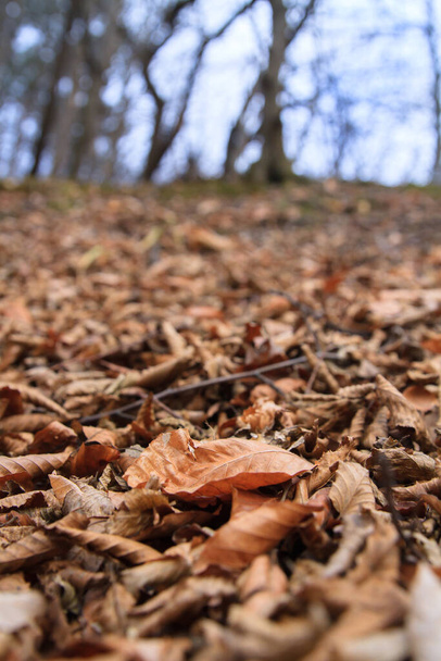 Dry autumn leaves on the ground. - Foto, Bild