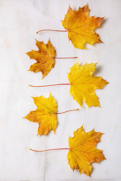 Yellow autumn maple leaves in row over white marble background. Flat lay. Fall creative background. - Photo, image