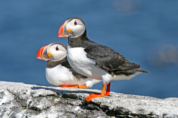 Pair of puffins standing on a rock, Iceland - Photo, Image
