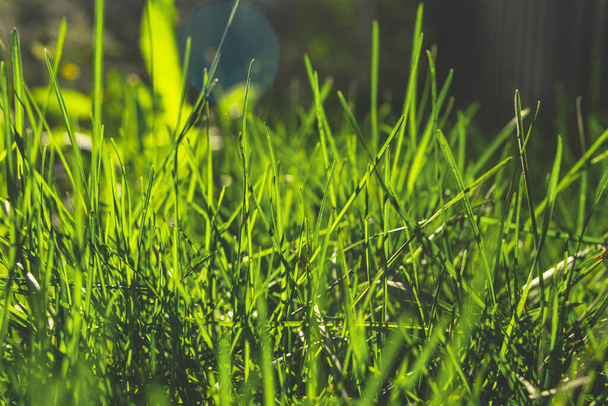 Spring green grass Under the bright sun. natural backgrounds - Φωτογραφία, εικόνα