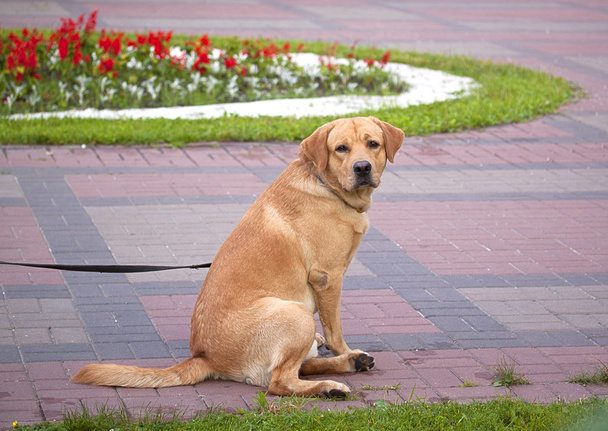 red dog sitting in the park - Photo, Image